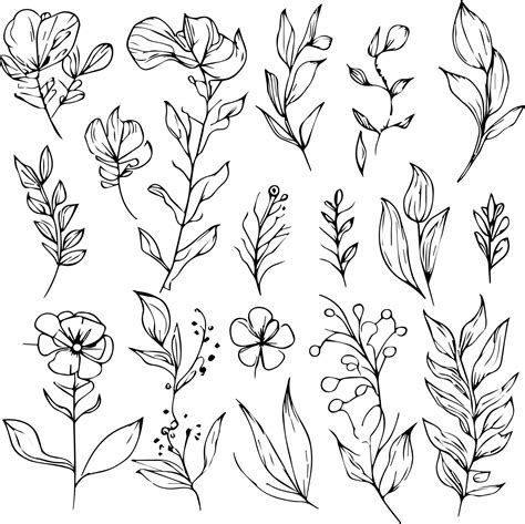 botanical line drawing|teach yourself botanical drawing.